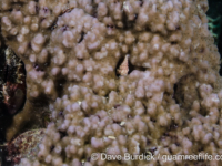 Montipora cf. hoffmeisteri sensu Randall (Wallis)