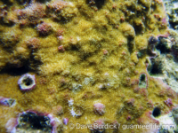 Montipora cf. informis (short papillae)