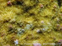 Montipora cf. informis (short papillae)