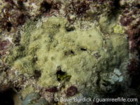 Montipora cf. informis (short papillae)
