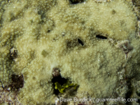 Montipora cf. informis (short papillae)