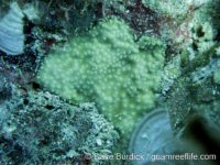 Montipora cf. informis (short papillae)