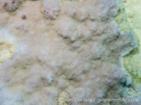 Montipora cf. informis (CNMI)