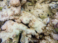 Montipora cf. lobulata