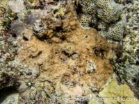 Montipora cf. lobulata