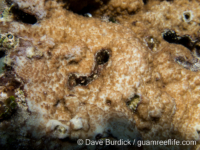 Montipora cf. lobulata