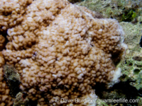 Montipora cf. meandrina