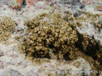 Montipora cf. meandrina 2 (Wallis)