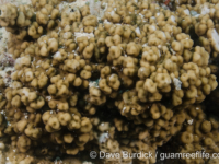 Montipora cf. meandrina 2 (Wallis)