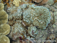 Montipora cf. meandrina