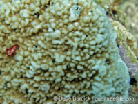 Montipora cf. meandrina