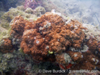 Montipora cf. meandrina