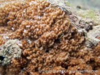 Montipora cf. meandrina