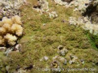 Montipora cf. monasteriata