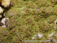 Montipora cf. monasteriata