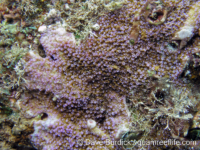 Montipora cf. monasteriata