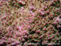 Montipora cf. monasteriata