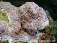 Montipora cf. monasteriata