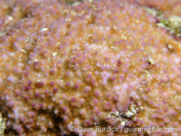 Montipora cf. monasteriata