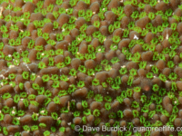 Montipora cf. monasteriata
