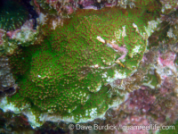 Montipora cf. monasteriata