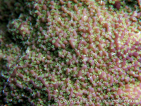 Montipora cf. monasteriata