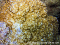 Montipora cf. nodosa sensu Veron