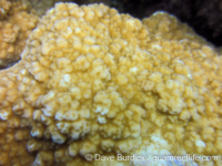 Montipora cf. nodosa sensu Veron