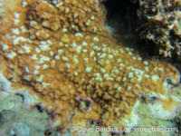 Montipora cf. nodosa sensu Veron