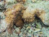 Montipora cf. nodosa sensu Veron
