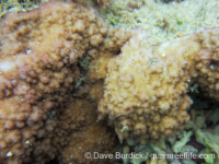 Montipora cf. nodosa sensu Veron