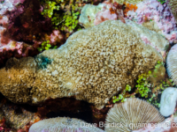 Montipora sp. -papillate C? (Wallis)
