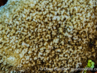 Montipora sp. -papillate C? (Wallis)