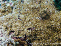 Montipora sp. -papillate C? (Wallis)