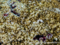 Montipora sp. -papillate C? (Wallis)