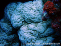 Montipora cf. turgescens 1a