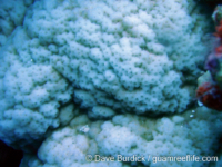 Montipora cf. turgescens 1b