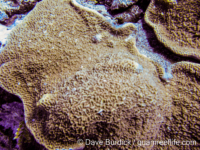 Montipora cf. undata (Wallis)