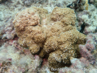 Montipora cf. undata