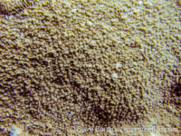 Montipora cf. undata (Wallis)