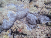 Montipora cf. undata