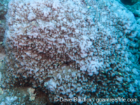 Montipora cf. undata