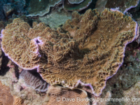 Montipora undata (Taiwan)