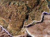 Montipora undata (Taiwan)
