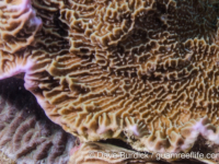 Montipora undata (Taiwan)