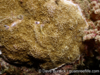 Montipora cf. verrilli