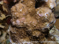 Montipora cf. verrilli 2