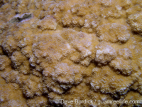 Montipora cf. verrilli 2