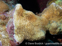 Montipora cf. verrilli