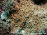 Montipora cf. verrilli 2